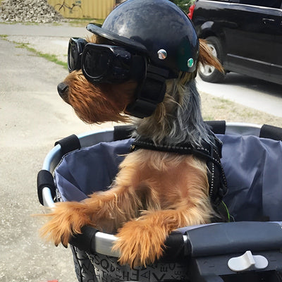 Motorradhelm und Schutzbrille für Hunde