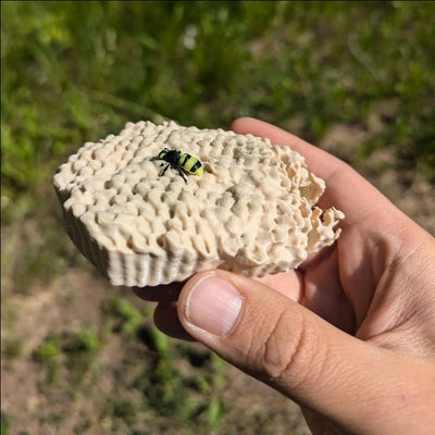 Wespennest realistische 3D-gedruckte Geocache mit Logbuch und Magnet