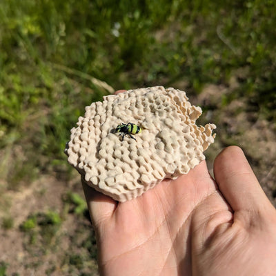 Wespennest realistische 3D-gedruckte Geocache mit Logbuch und Magnet